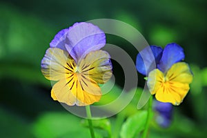 Horned Violet Viola cornuta