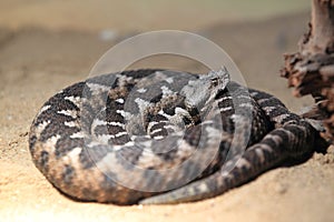 Horned viper