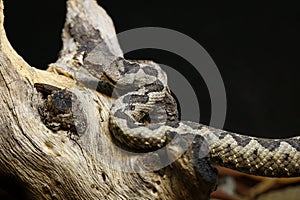 Horned Viper