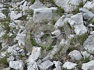 Horned viper (lat. Vipera ammodytes) Long-nosed viper, Nose-horned viper, Sand viper - Velebit Nature Park, Croatia photo