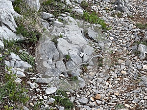Horned viper (lat. Vipera ammodytes) Long-nosed viper, Nose-horned viper, Sand viper - Velebit Nature Park, Croatia photo
