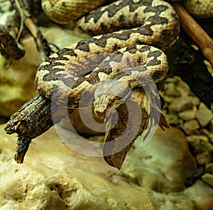 Horned Viper, Long-nosed Viper