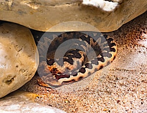 Horned Viper, Long-nosed Viper or Common Sand Adder Vipera ammodytes