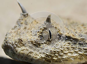 Horned viper macro