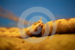 The horned viper or sand viper