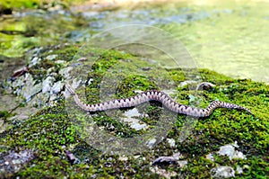 Horned viper vipera ammodytes