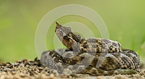 Horned viper Vipera ammodytes lying on sandy pathway.  on green background