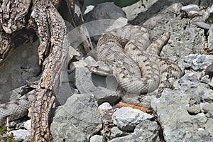 Horned viper, Vipera ammodytes, northern Italy