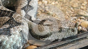 Horned Viper Vipera ammodytes snake