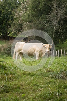 Horned White Cow on a Grazing