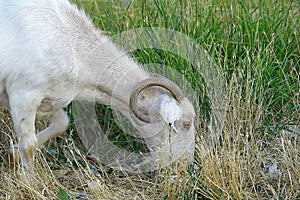 The horned white goat is spreading on the field,