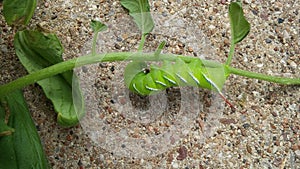 Horned worm tomatoes worms