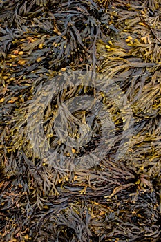 Horned Wrack Seaweed Pattern in the Summer