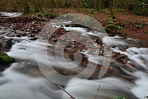 Horner woods in Devon