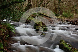 Horner woods in Devon