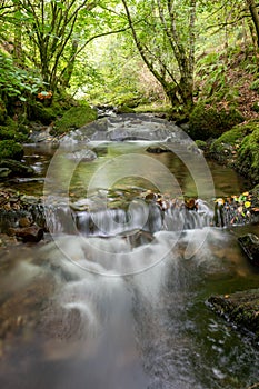 Horner woods in Somerset