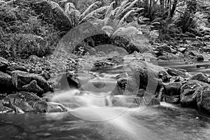 Horner woods in Somerset