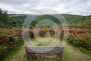 Horner woods in Somerset