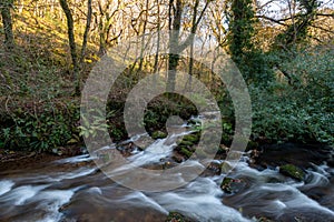 Horner woods in Somerset photo