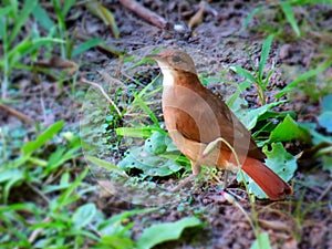Hornero bird. Brown bird close up