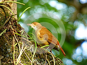 Pájaro ajuste apretado sobre el un árbol 