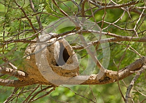 Hornero Bird nest photo