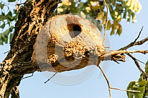 Hornero Birds Nest photo