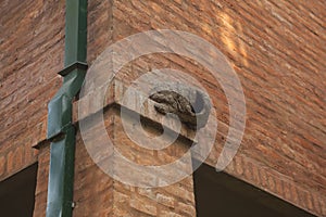Hornero nest on brick wall building photo