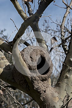 Nido en de otonal un árbol 