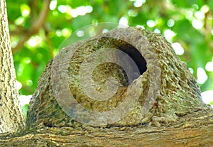 Hornero`s mud-nest over a tree branch.