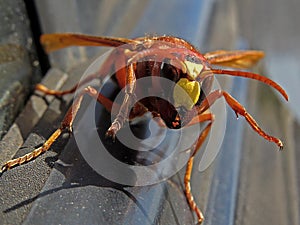 murder hornets vespa mandarinia