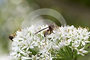 A hornet on the chive flower