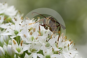 A hornet on the chive flower