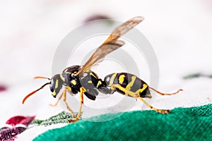 Hornet crawling on tablecloth