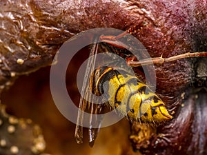 A hornet eating rotten apple