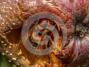 A hornet eating rotten apple