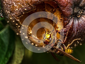 A hornet eating rotten apple