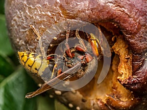 A hornet eating rotten apple