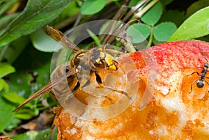 Hornet eats apple 4