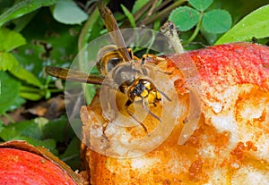 Hornet eats apple 2