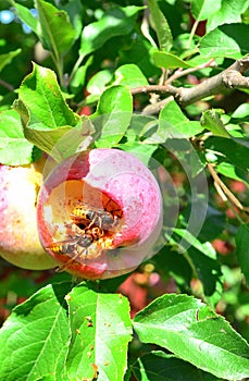 Hornet eats apple