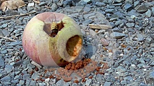 Hornet Eats On A Rotte Apple