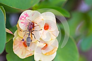 Hornet, eusocial wasps feeding on Crown of thorns flower in yellow peachy shade with blurred green background