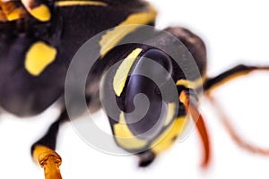 Hornet eye detail