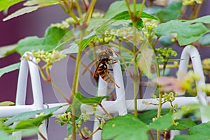 Hornet on the fence