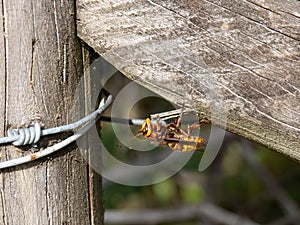 Hornet on fence, in habitat.
