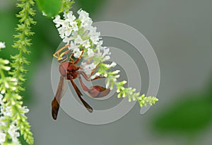 Hornet and flower