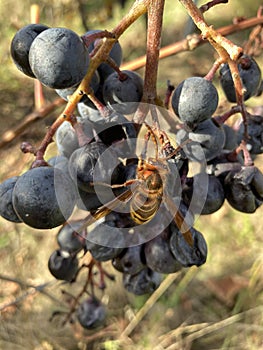 Hornet on grapes