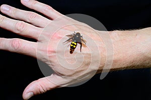 Hornet on the hand