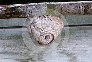 Hornet on the hornets nest on the ceiling